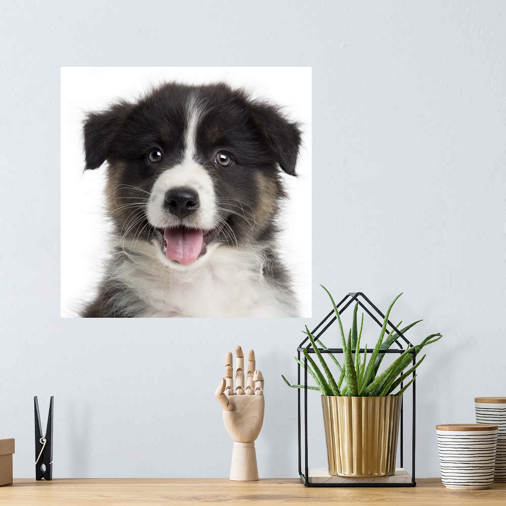 A bohemian room featuring Close-up of an Australian Shepherd puppy (8 weeks old) looking at the camera
