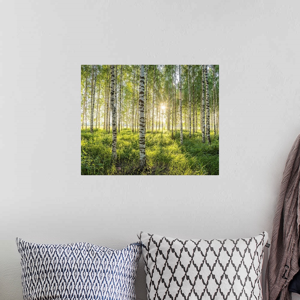 A bohemian room featuring Birch Forest