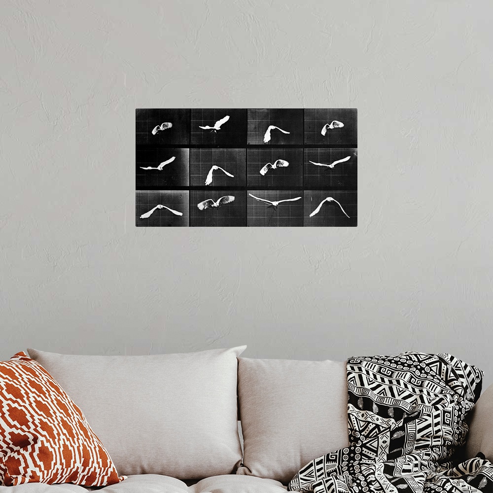 A bohemian room featuring A bird flies in a series of photographs depicting motion.