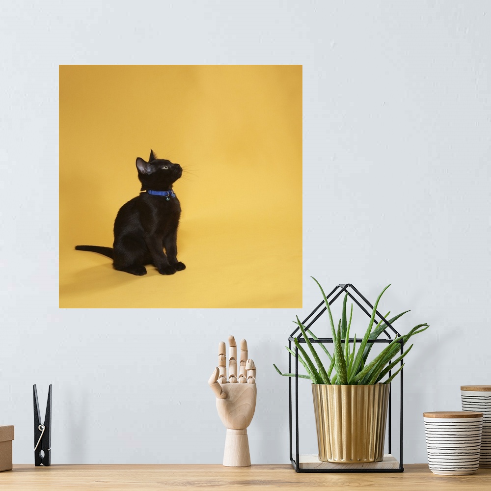 A bohemian room featuring Black kitten in collar, studio shot