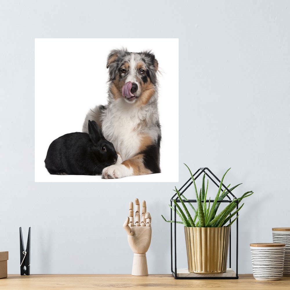 A bohemian room featuring Rabbit (1 year old) lying next to an Australian Shepherd (5 months old)