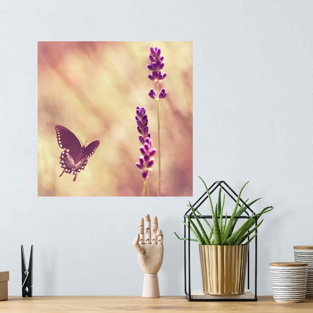 A bohemian room featuring Black swallowtail butterfly flying towards lavender.