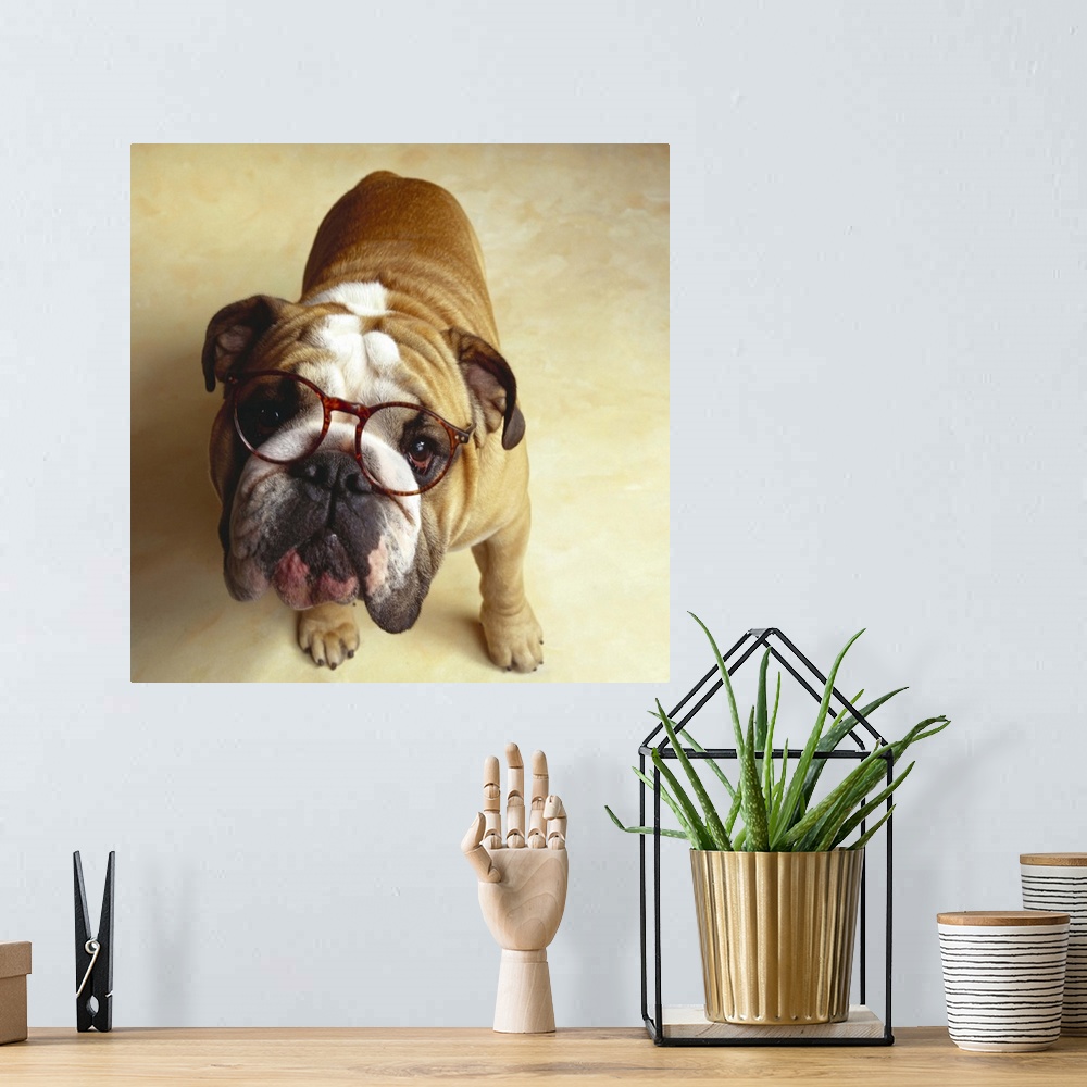 A bohemian room featuring Bulldog with eyeglasses