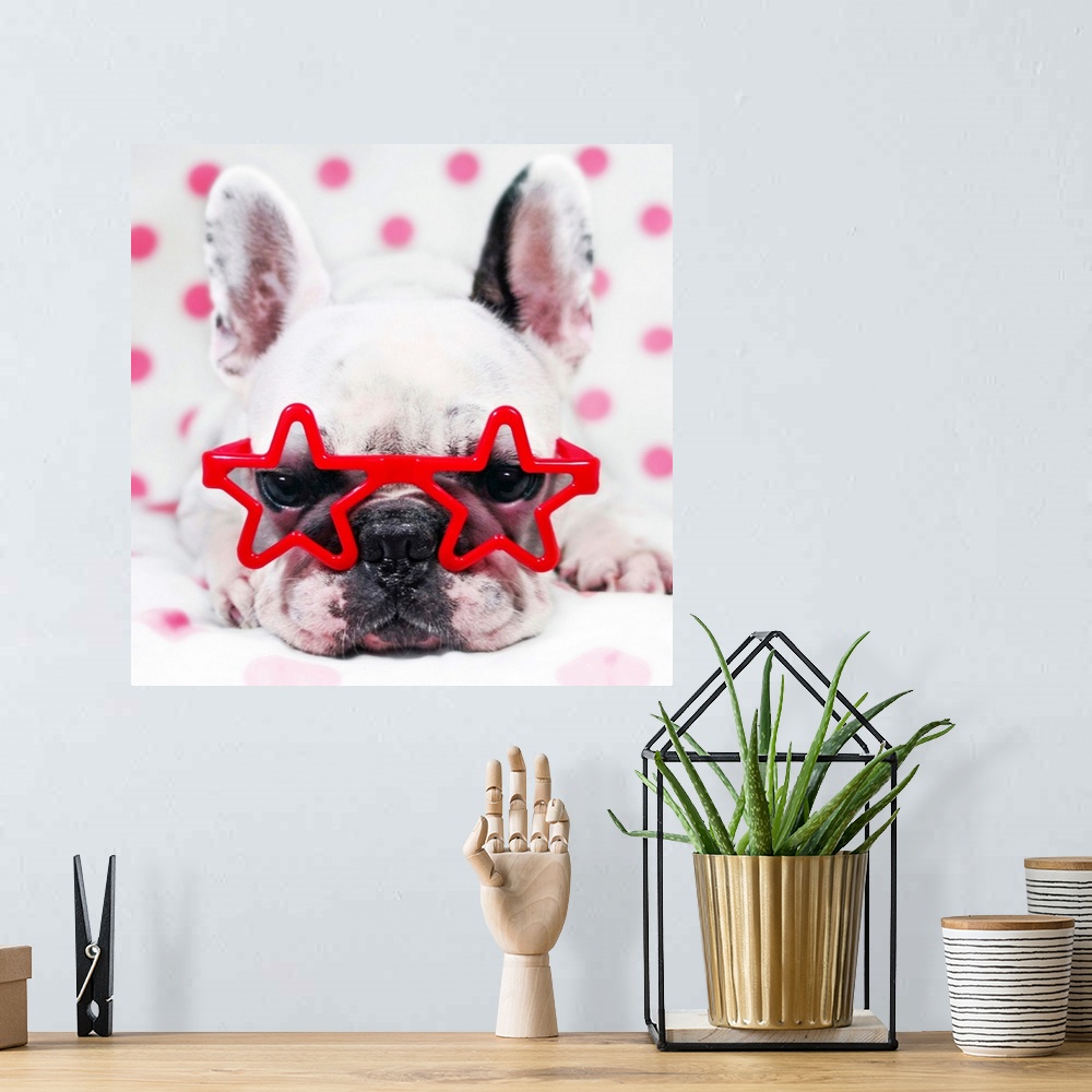 A bohemian room featuring Bulldog with star glasses, white and pink.