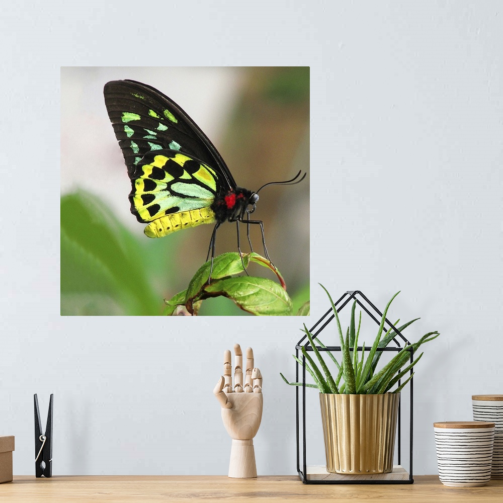 A bohemian room featuring Cairns Birdwing butterfly (ornithoptera priamus), resting on leaf, close-up.