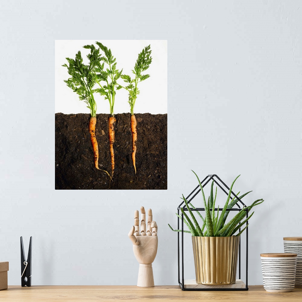 A bohemian room featuring Carrots In Dirt