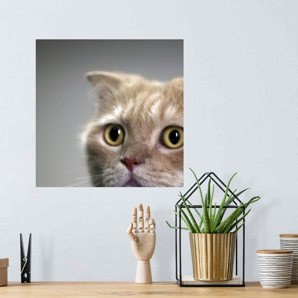 A bohemian room featuring Cat head with watchful eyes with clear background.