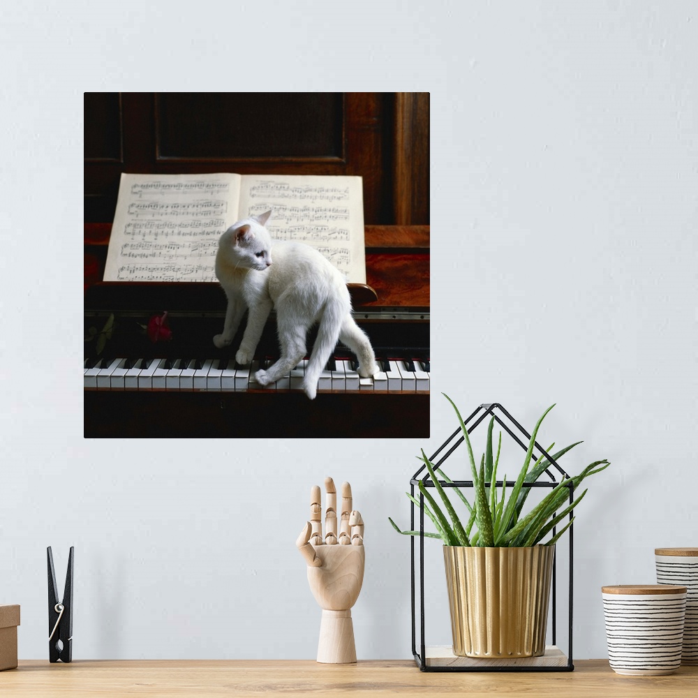 A bohemian room featuring Cat on piano