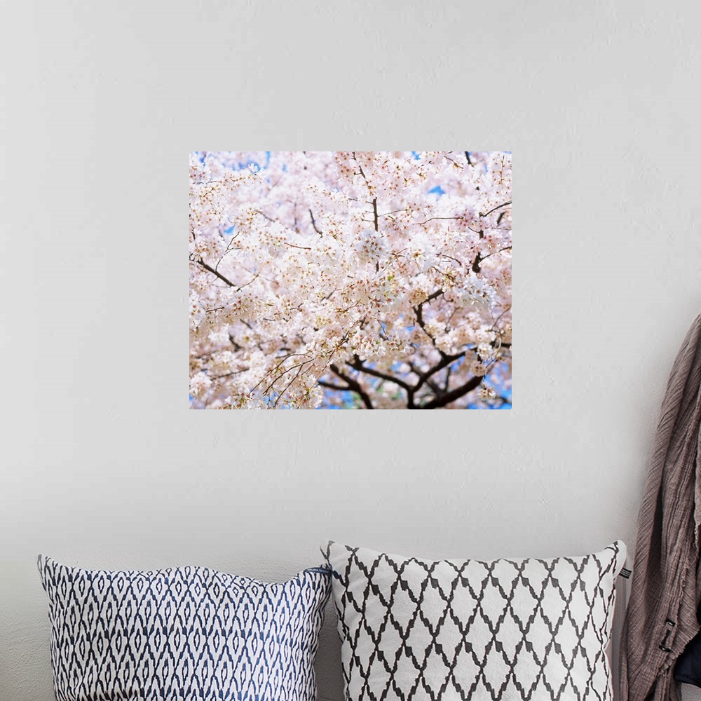 A bohemian room featuring Cherry blossom on tree, spring
