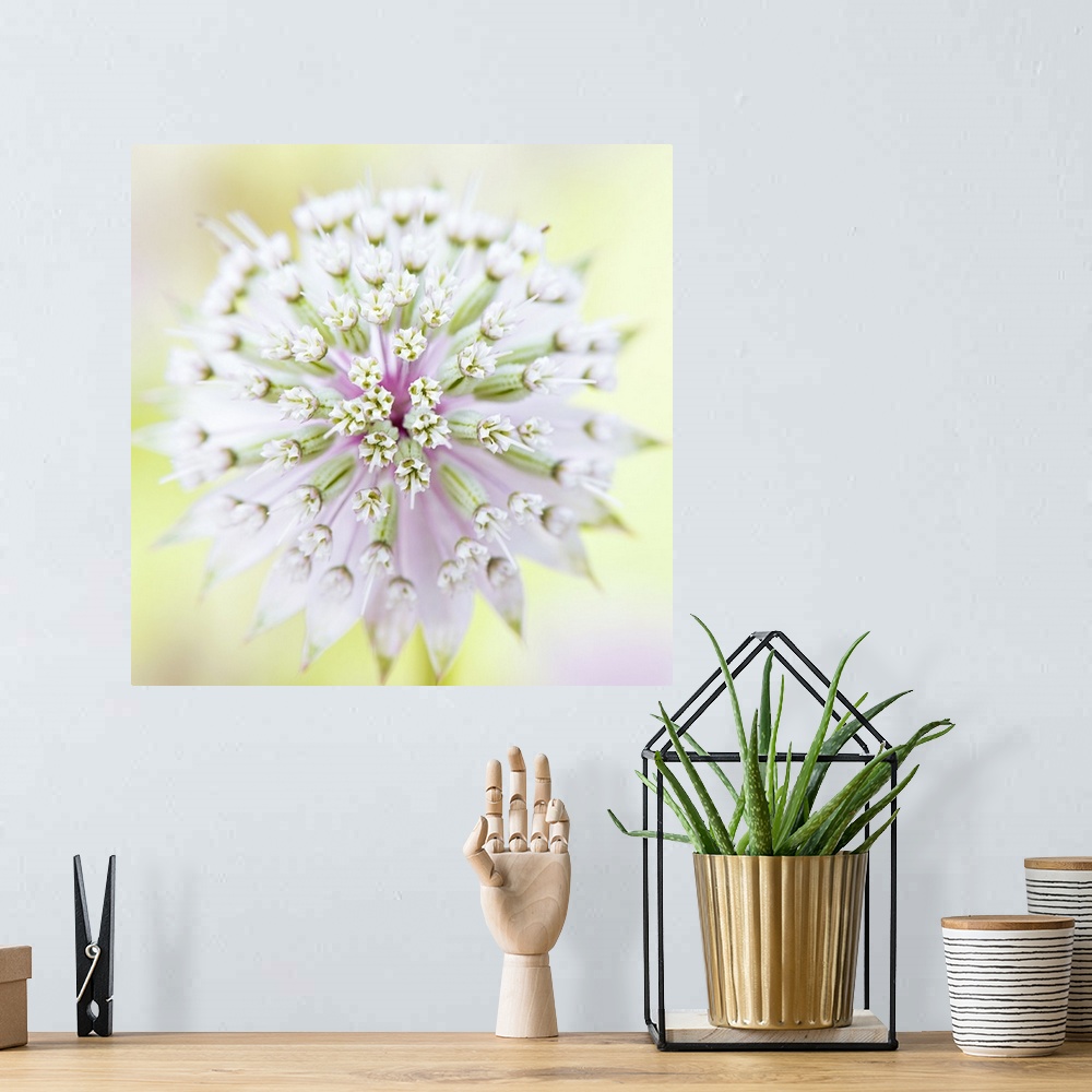 A bohemian room featuring Close up full frame image of an Astrantia major flower.