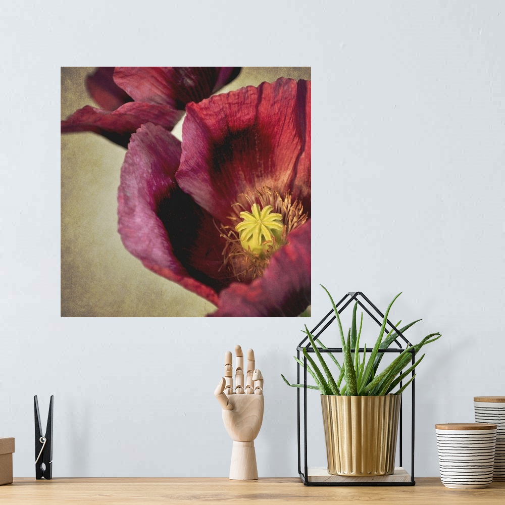 A bohemian room featuring Close up macro of deep red Poppy flower with textured background.