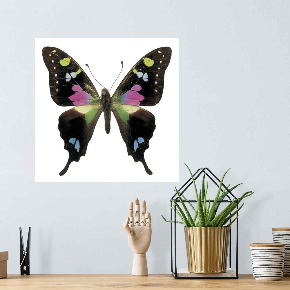 A bohemian room featuring Close-up of a graphium butterfly