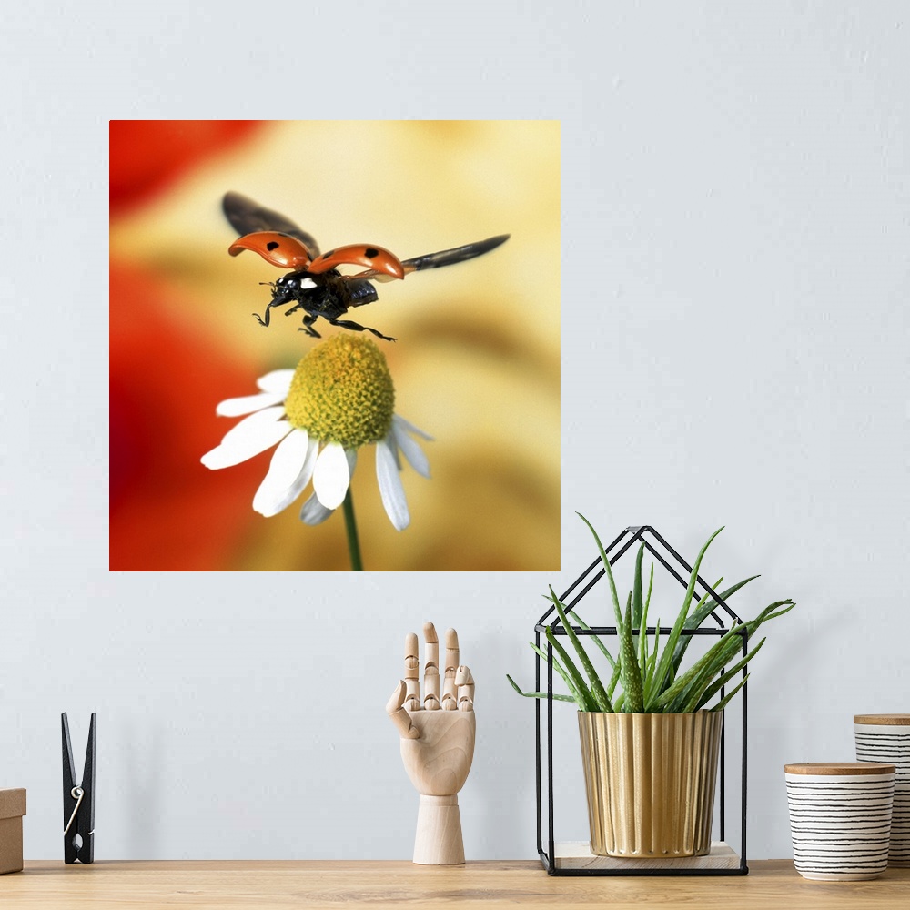 A bohemian room featuring Close-up of ladybird flying over flower