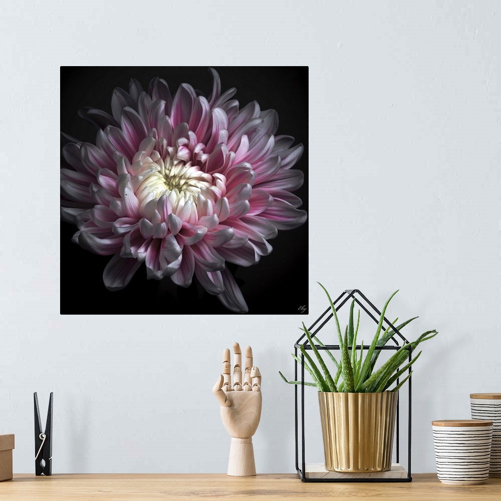 A bohemian room featuring Close up of pink dhalia with black background.