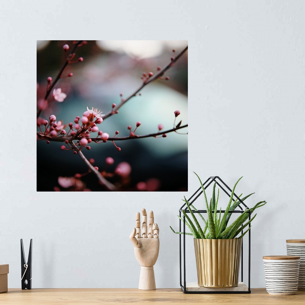 A bohemian room featuring Close-up of plum blossoms.