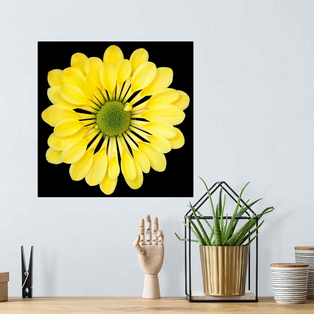 A bohemian room featuring Mums/Chrysanths - Close-up of Yellow Chrysanthemum
