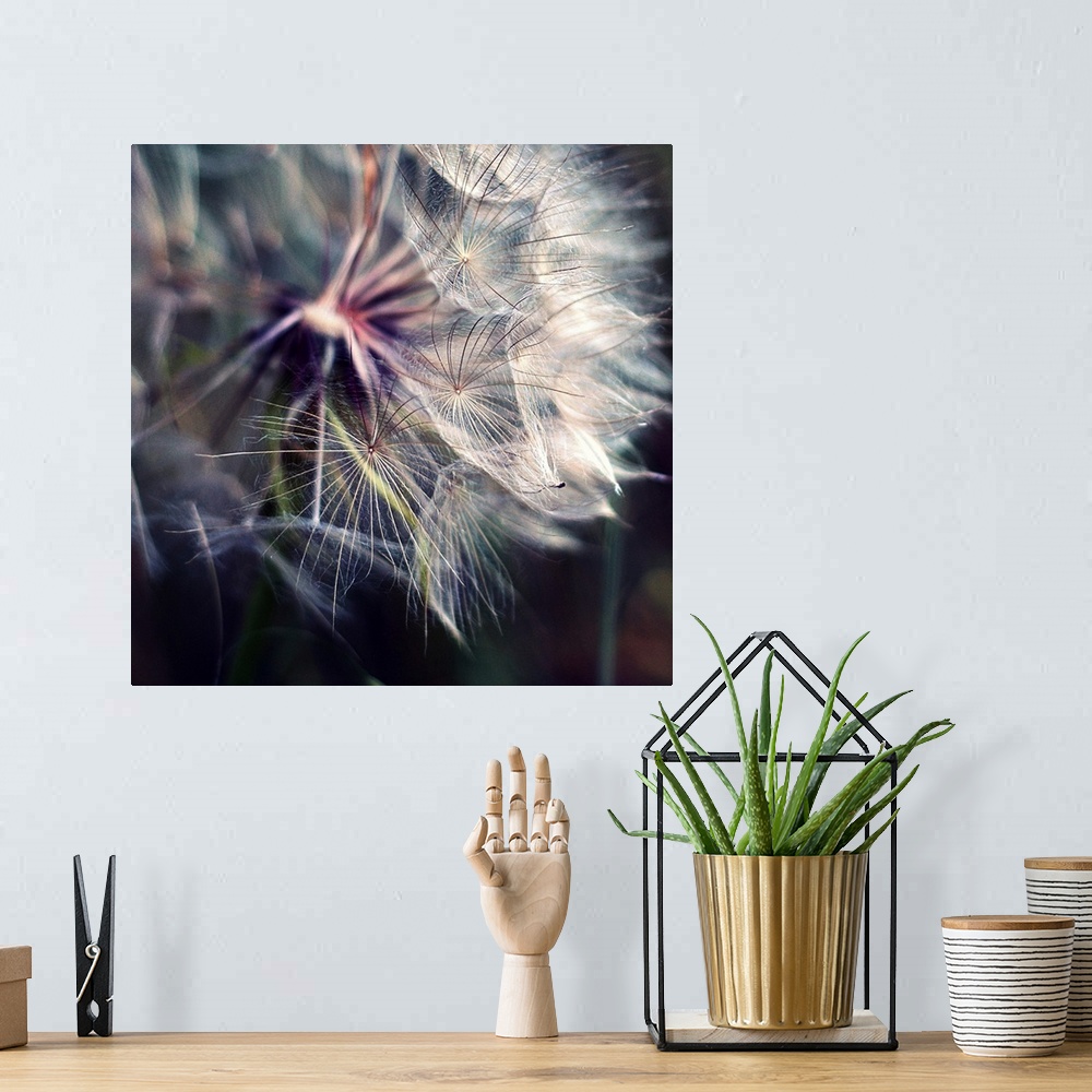 A bohemian room featuring Close up shot of large dandelion.