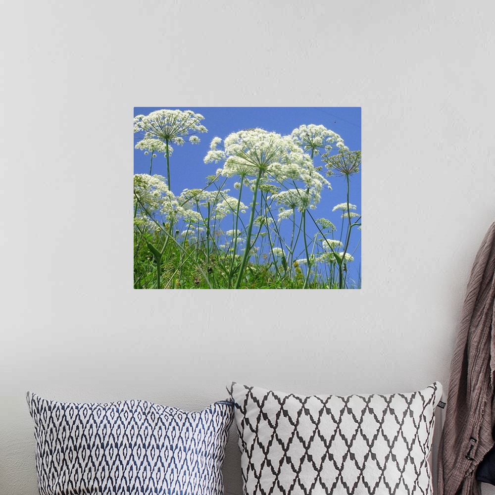 A bohemian room featuring Cow parsnip on summer flower meadow; green, blue and white only mixing to delightfully fresh summ...