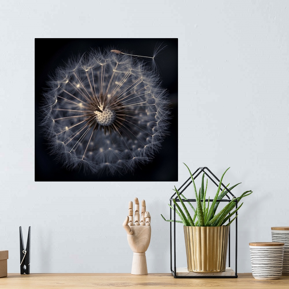 A bohemian room featuring Dandelion seeds on black background, France.