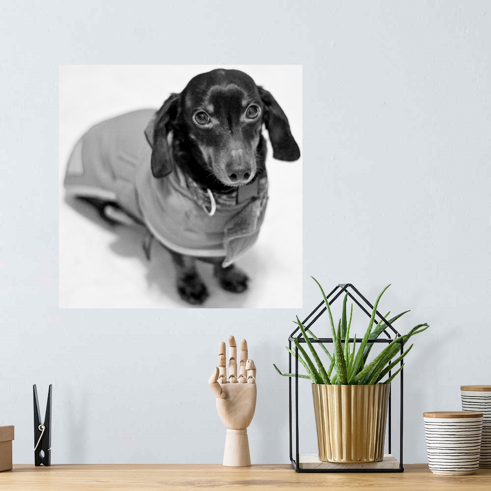A bohemian room featuring Daschund with a coat