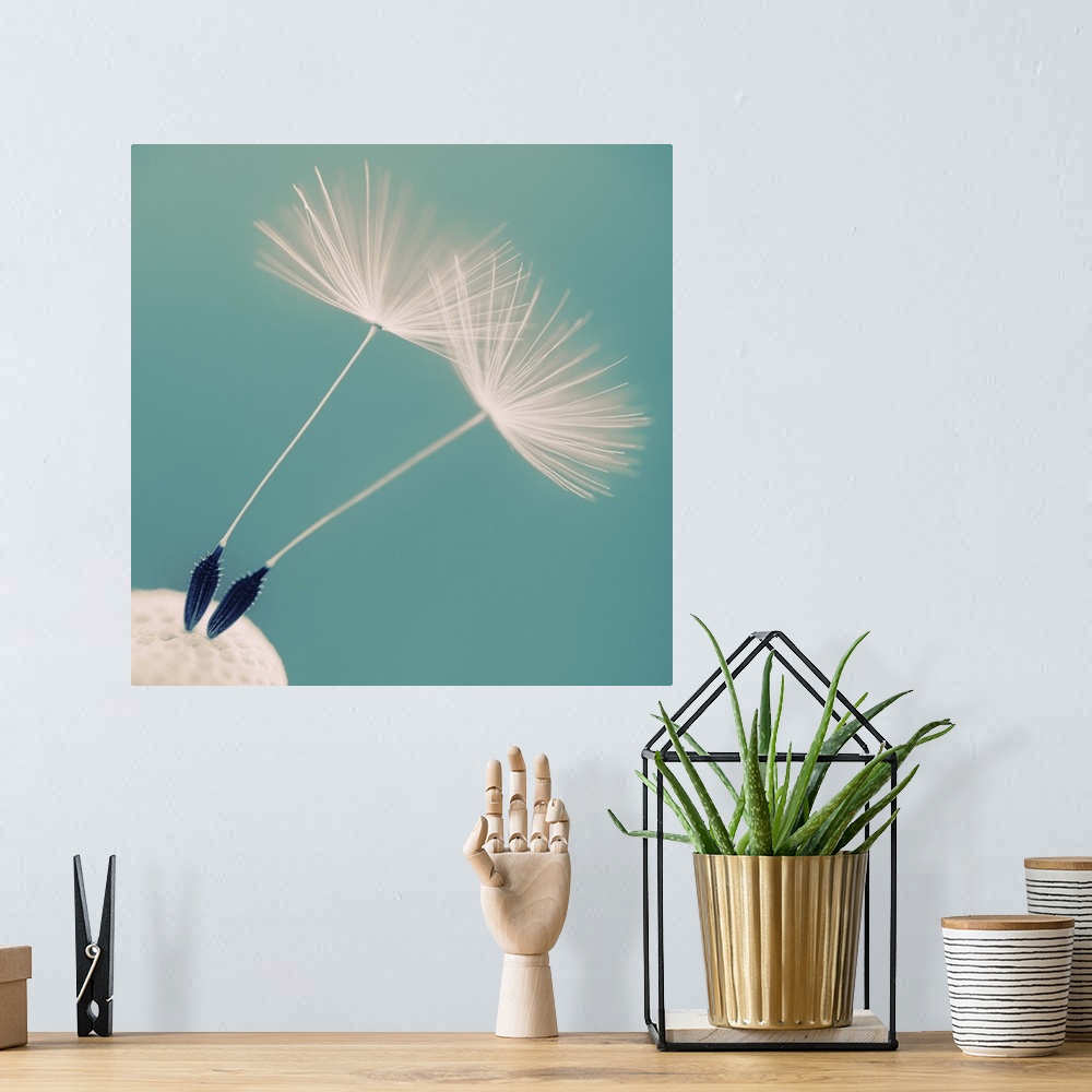 A bohemian room featuring Detail of a dandelion flower with two seeds left.