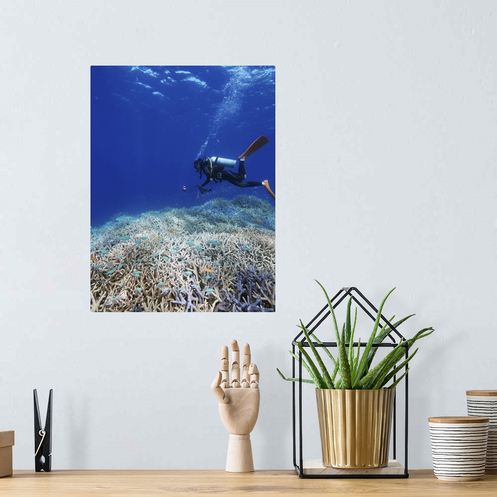 A bohemian room featuring Diver undersea, Okinawa Prefecture, Japan