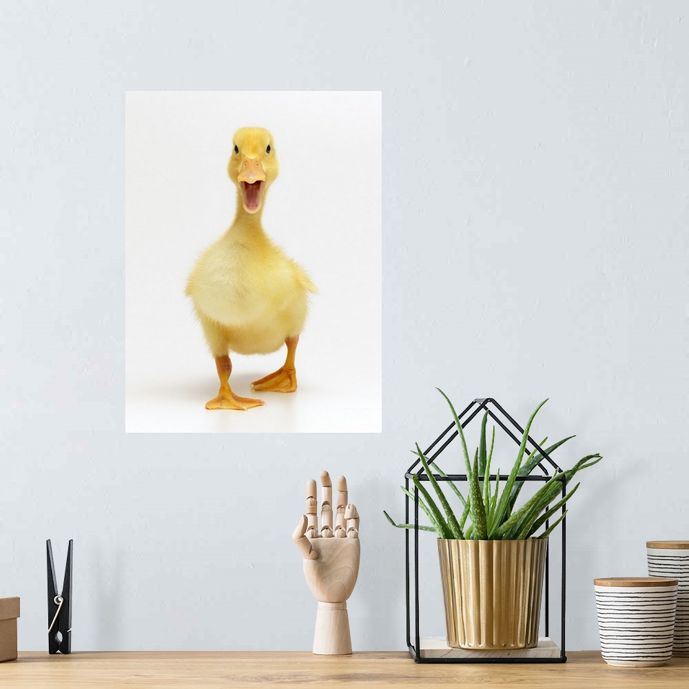 A bohemian room featuring Duckling