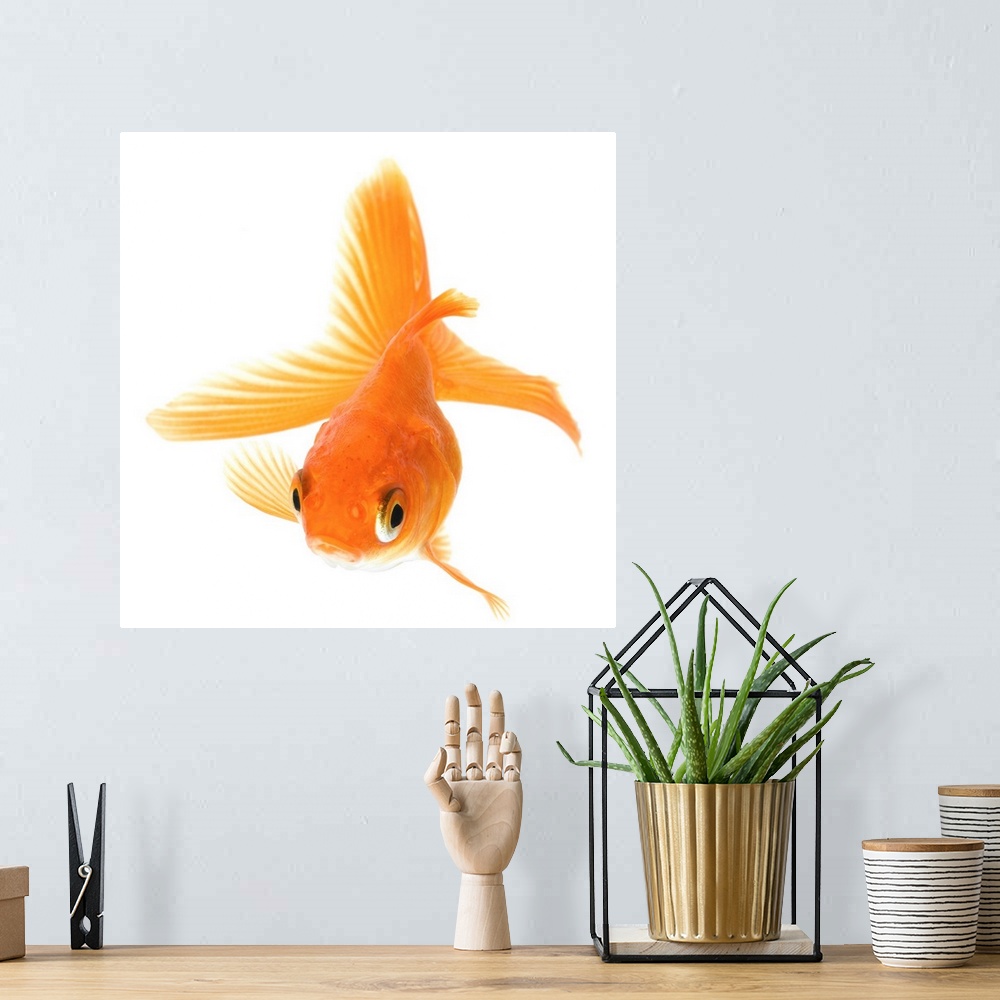 A bohemian room featuring Fantail goldfish (Carassius auratus)