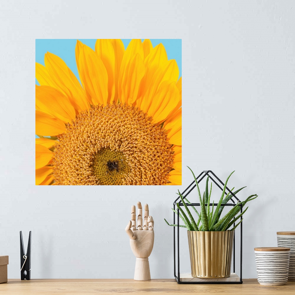A bohemian room featuring Fragment of a single sunflower head (Helianthus sp.) isolated on blue background. Studio shot.