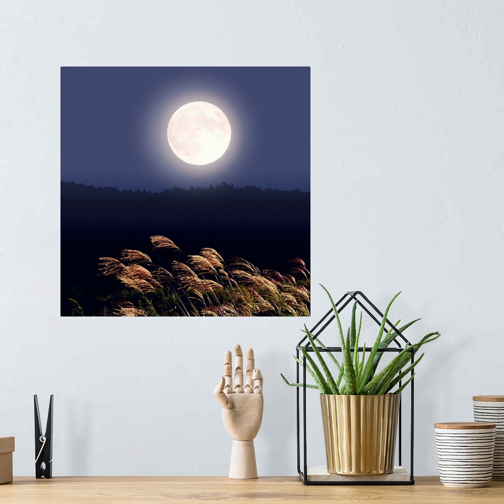A bohemian room featuring Full moon and Japanese silver grass, long exposure