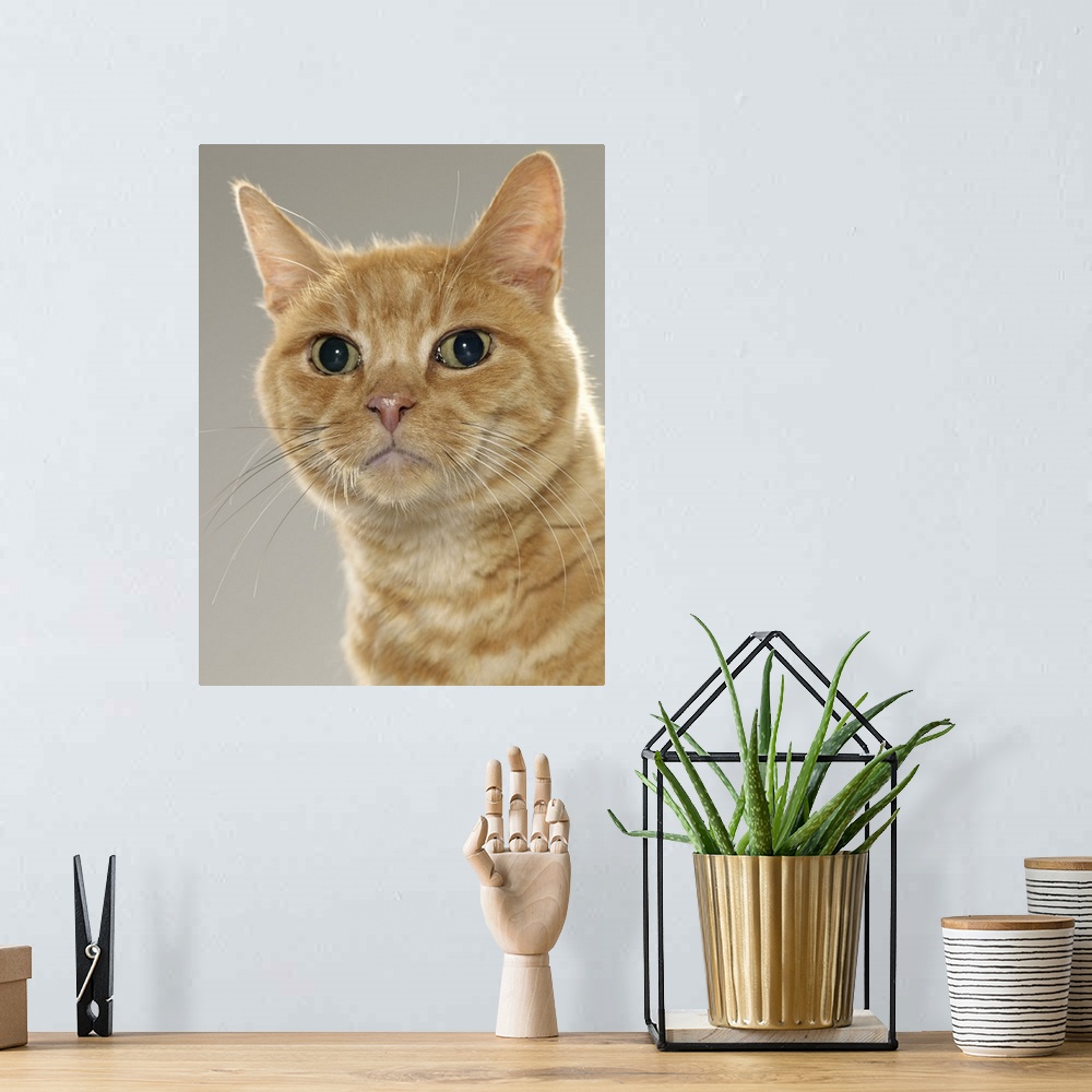 A bohemian room featuring Ginger tabby cat, portrait, close-up