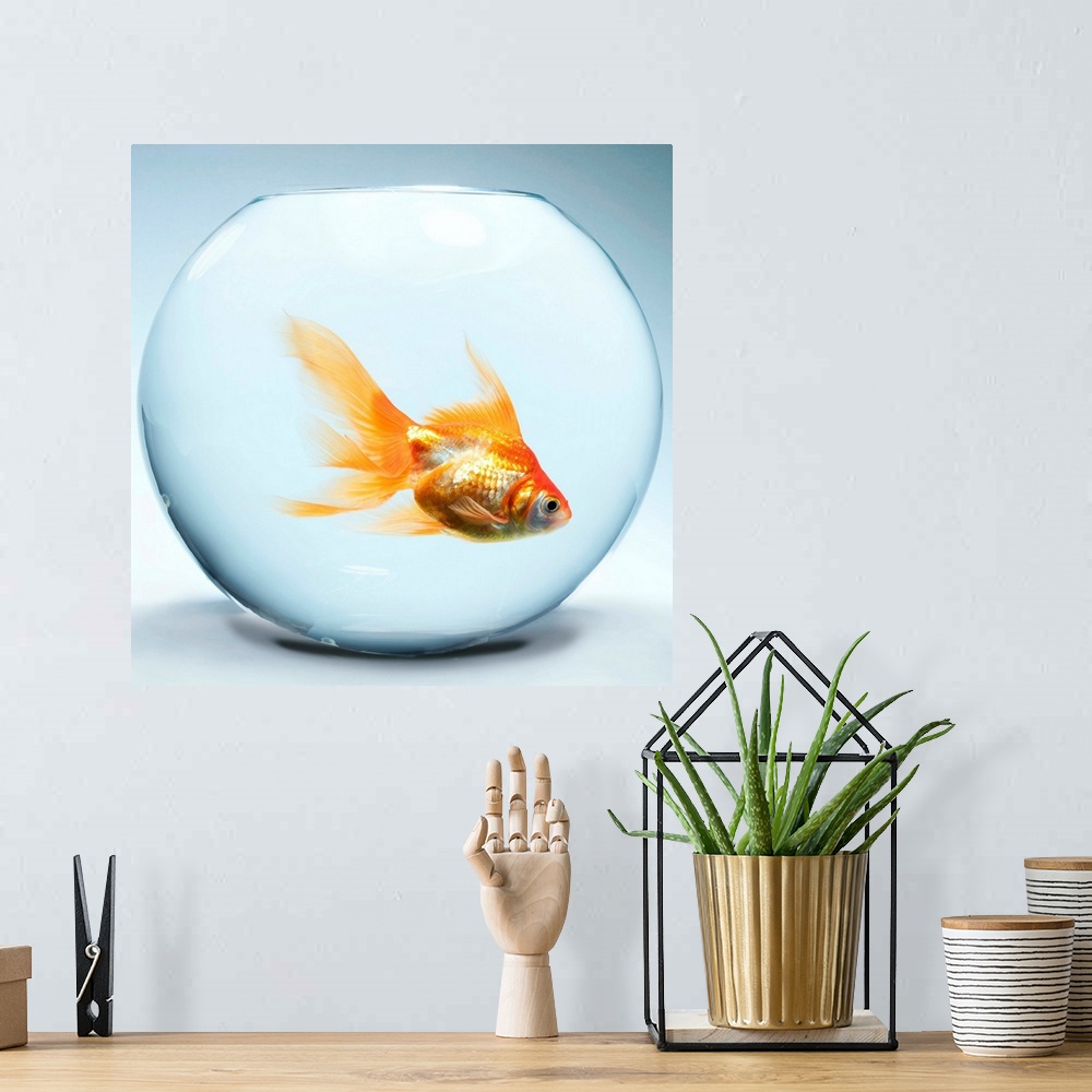 A bohemian room featuring Goldfish In Fishbowl