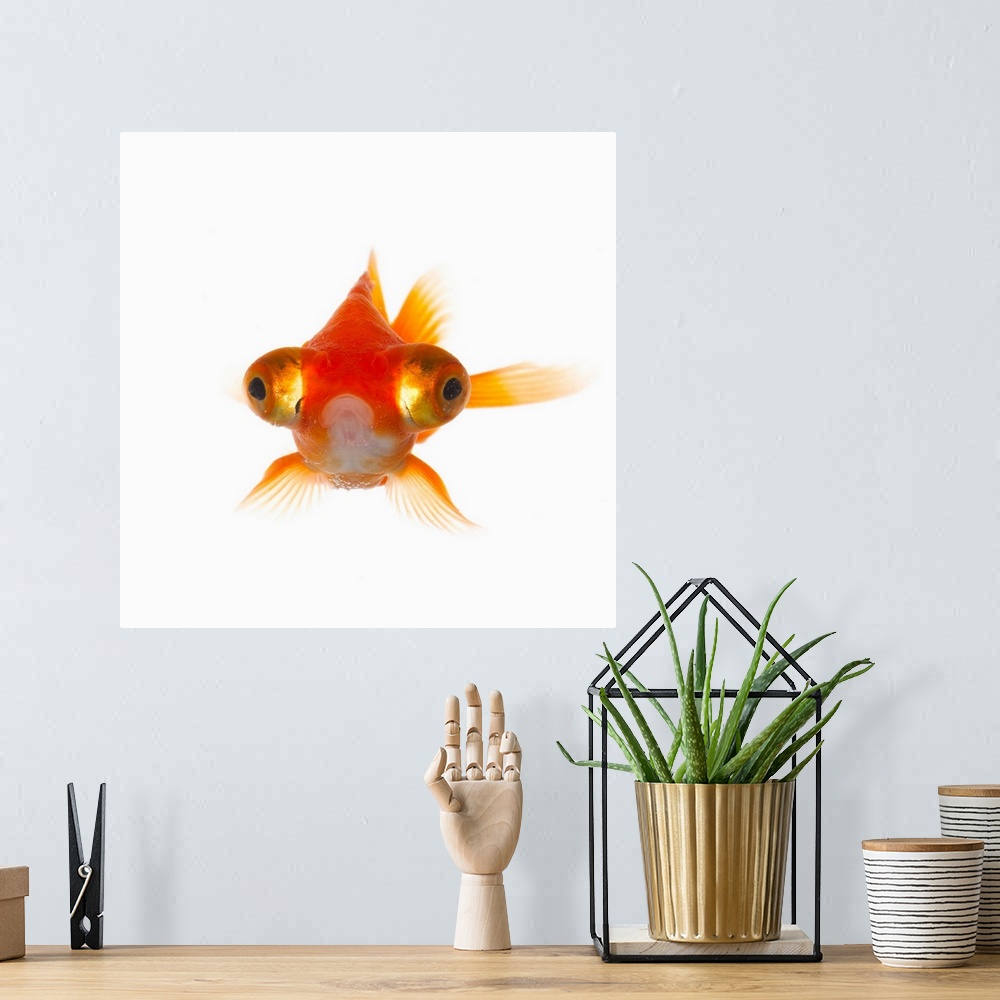 A bohemian room featuring Goldfish with Big eyes