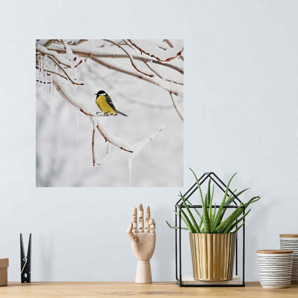 A bohemian room featuring Great Tit perching on snowy twig, Germany.