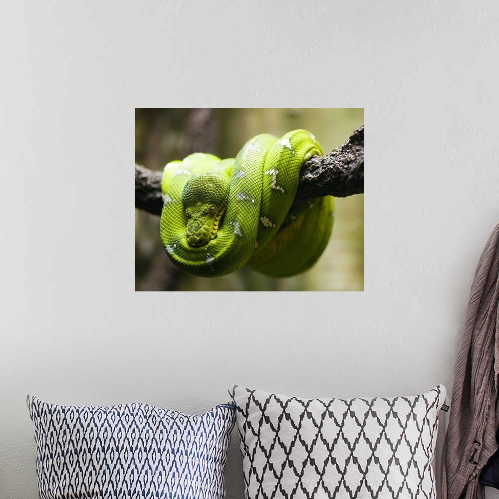 A bohemian room featuring Green tree python on a branch
