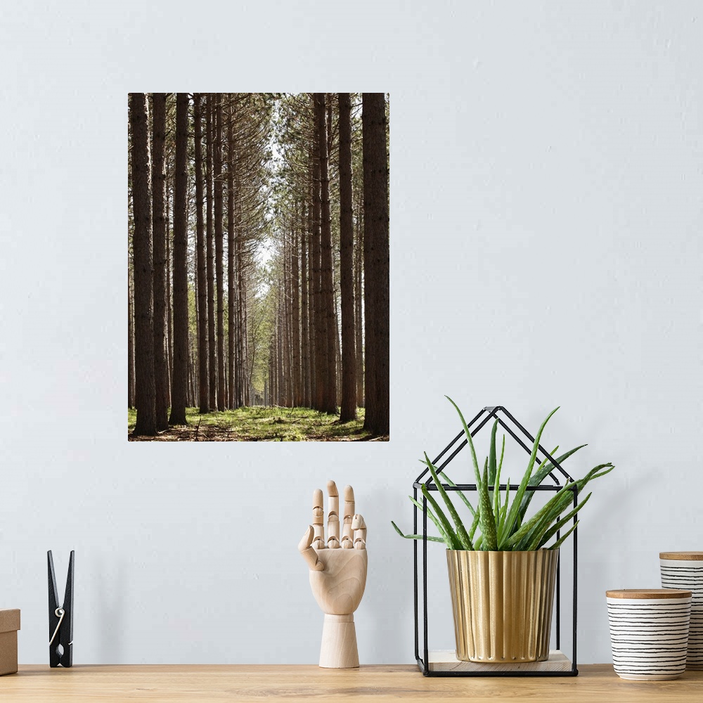 A bohemian room featuring Grove of tall pine trees