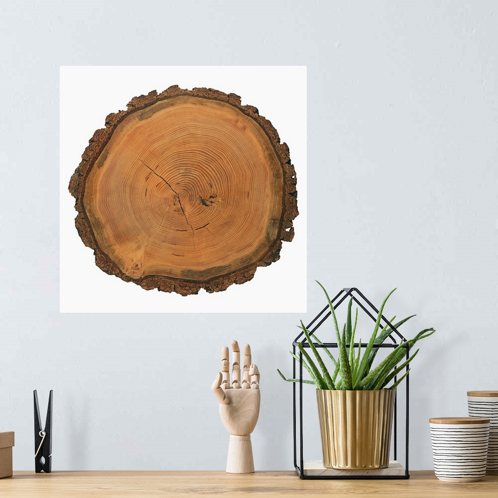 A bohemian room featuring Growth rings of a tree