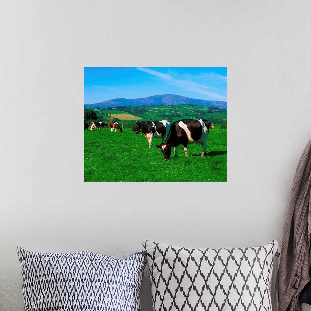 A bohemian room featuring Holstein-Friesian cows near Borris, County Carlow, Ireland