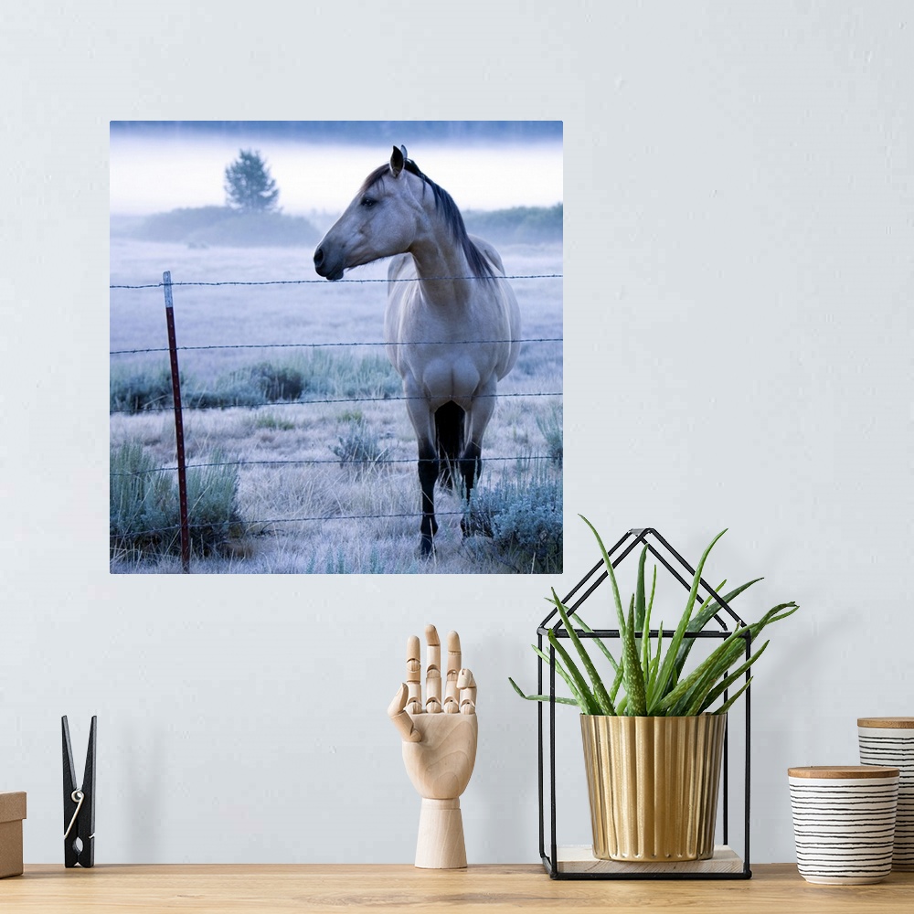 A bohemian room featuring Horse in hazy field