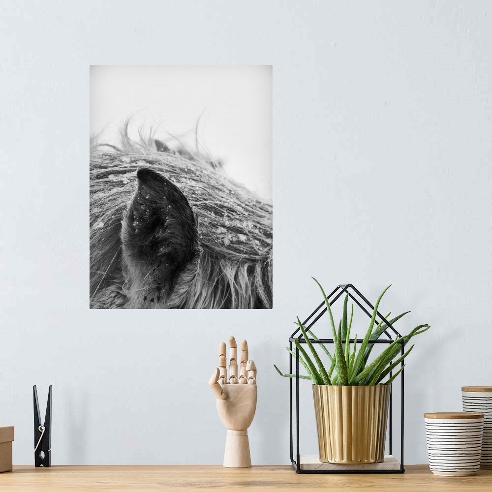 A bohemian room featuring Horse in winter, close-up of ear and mane. Black and white photo.