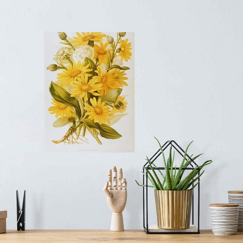 A bohemian room featuring Illustration Depicting Arnica Montana Plants