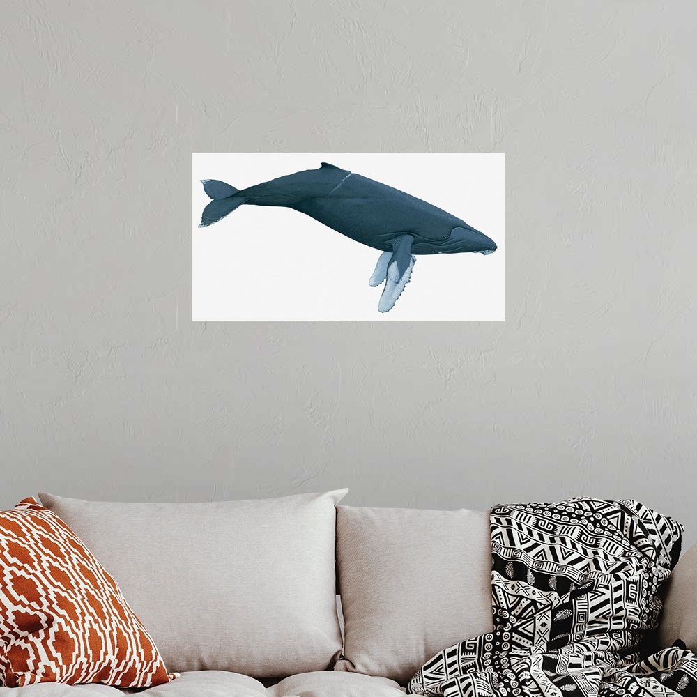 A bohemian room featuring Illustration of Humpback Whale (Megaptera novaeangliae)