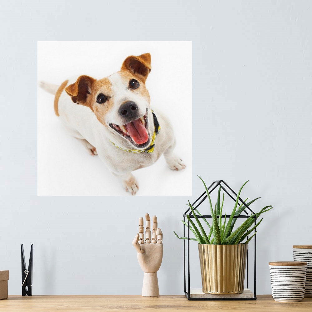 A bohemian room featuring Jack Russell Terrier Panting