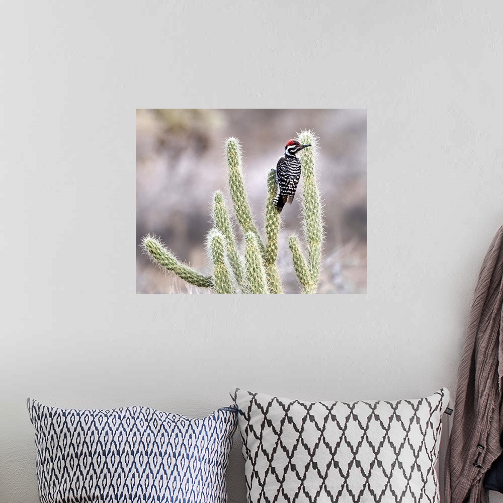 A bohemian room featuring Ladder backed woodpecker resting on Gander's Cholla in Vallecito in the Anza Borrego Desert, Cali...