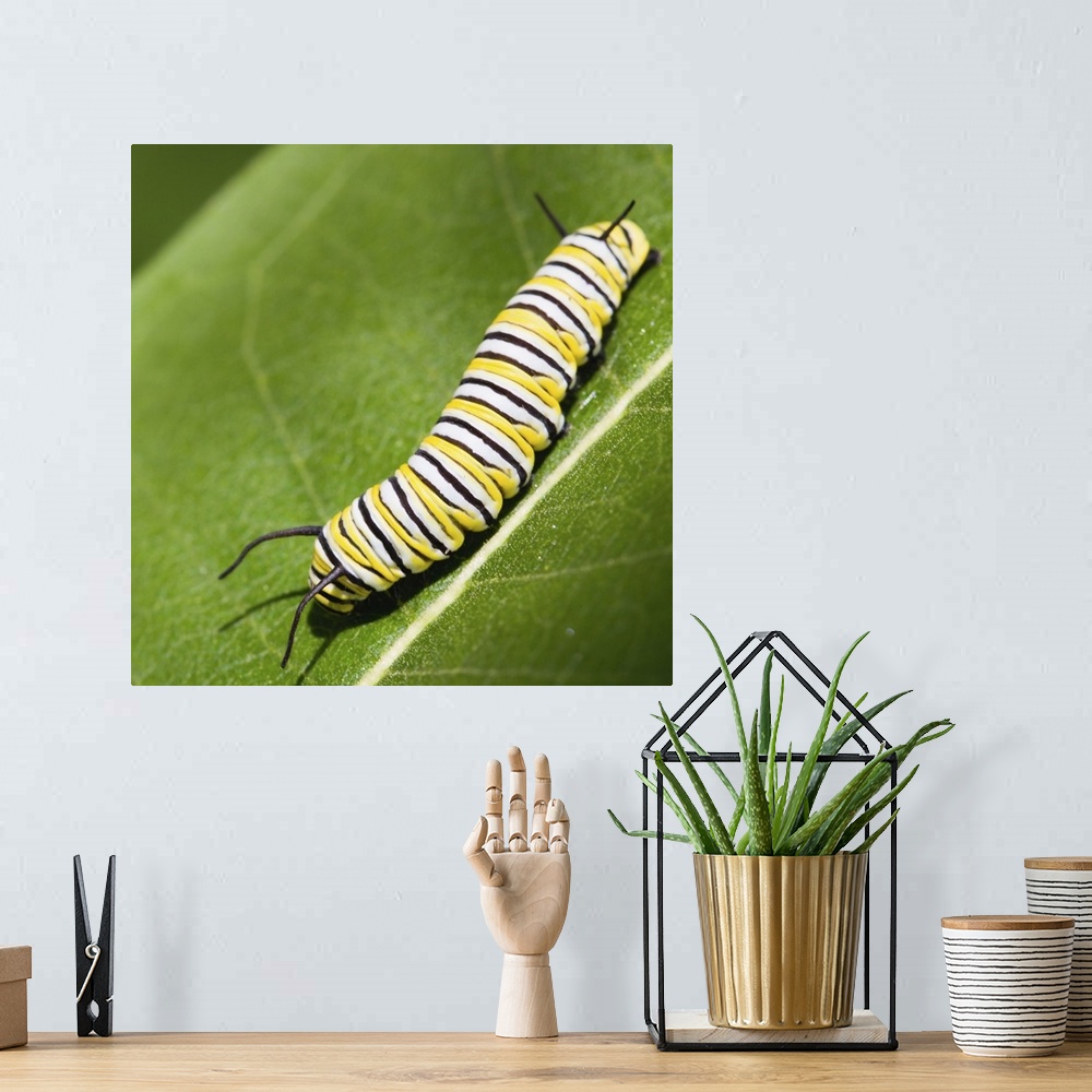 A bohemian room featuring Sun-kissed monarch butterfly (Danaus plexippus) caterpillar on a common milkweed (Asclepias syria...