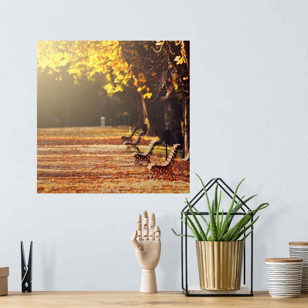 A bohemian room featuring Park alley in fall, four empty benches, golden and fallen leaves in soft sunlight.