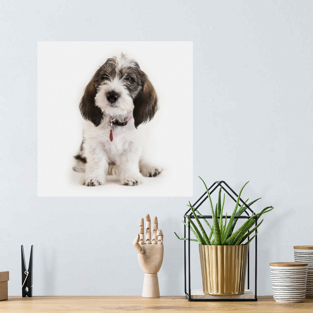 A bohemian room featuring Innocent pet dog seeks new loving home