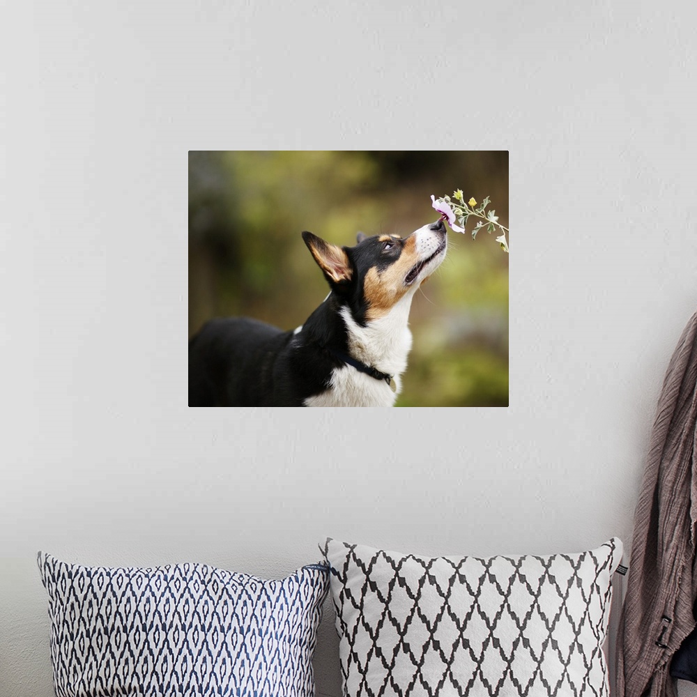 A bohemian room featuring A Welsh Corgi dog intently smells a single flower against a diffuse green background.