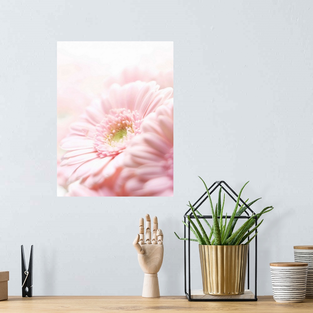 A bohemian room featuring Pink chrysanthemum
