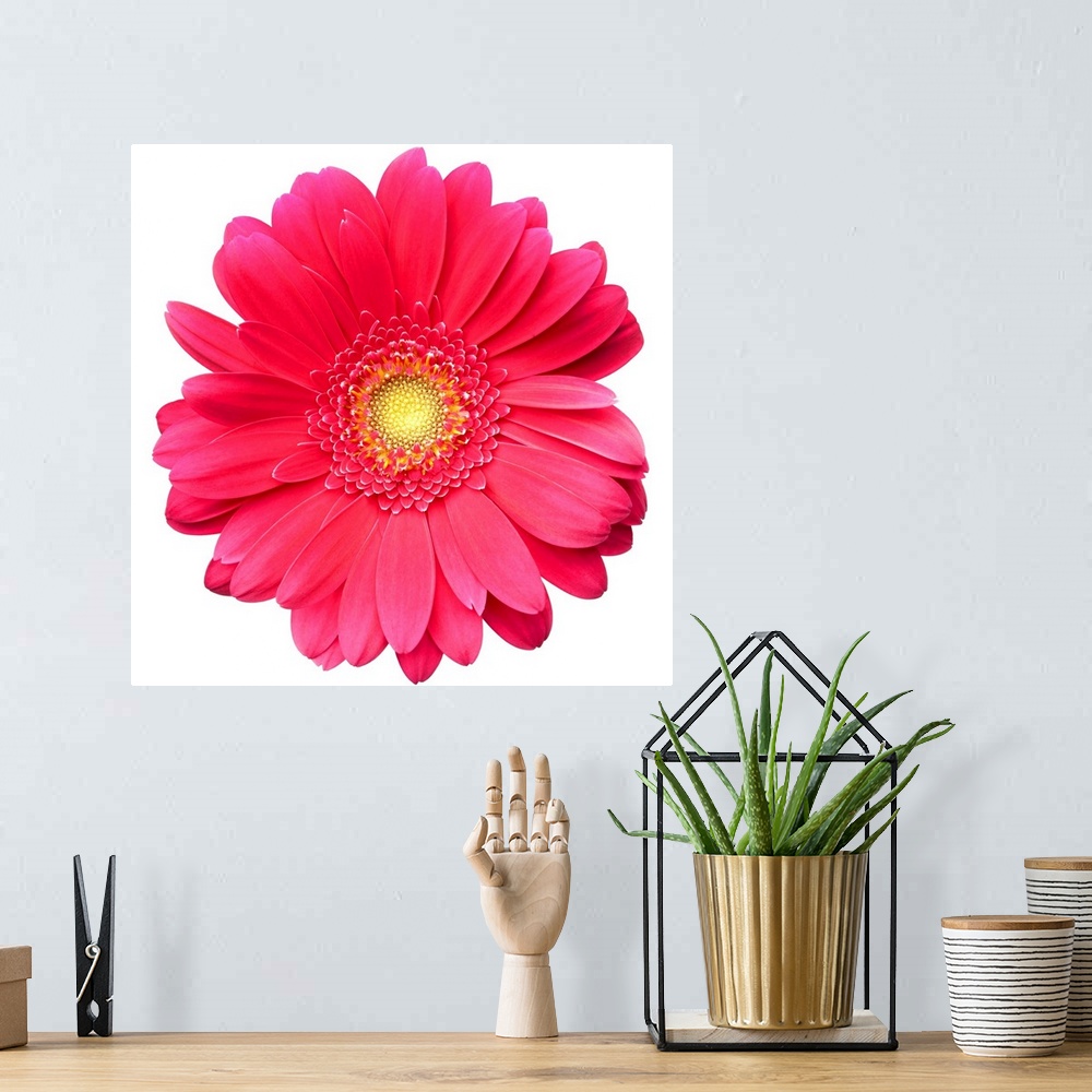 A bohemian room featuring Pink gerbera daisy isolated on white.